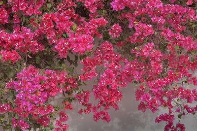 Bouguainvillea glabr